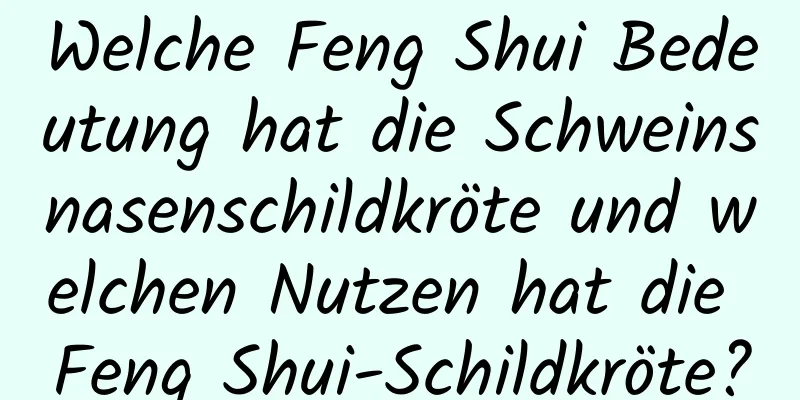Welche Feng Shui Bedeutung hat die Schweinsnasenschildkröte und welchen Nutzen hat die Feng Shui-Schildkröte?