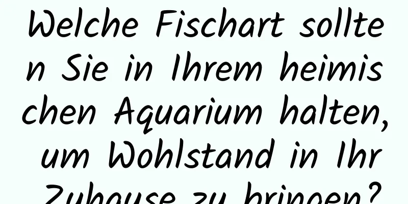 Welche Fischart sollten Sie in Ihrem heimischen Aquarium halten, um Wohlstand in Ihr Zuhause zu bringen?